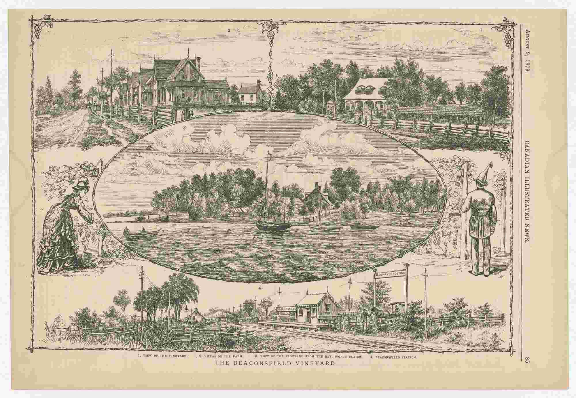 2026 02 19Rainville BeaconsfieldVineyardCanIllustrNews